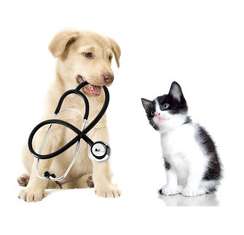 small animal veterinarian insurance